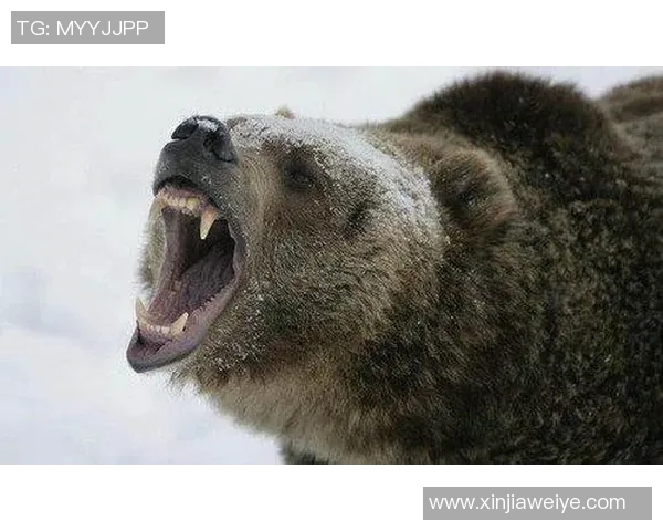 昨天弟弟救灰熊今天哥哥救勇士 绝不退缩！这是斯潘塞兄弟的故事